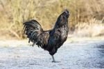 Σπάνια κότα Ayam Cemani (Αγιάμ Σεμανί)