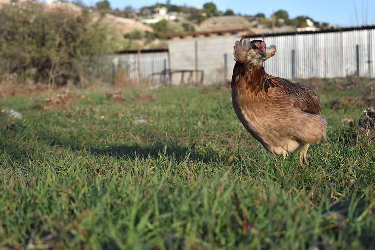 Κότα Araucana στη Φάρμα Πατέρας