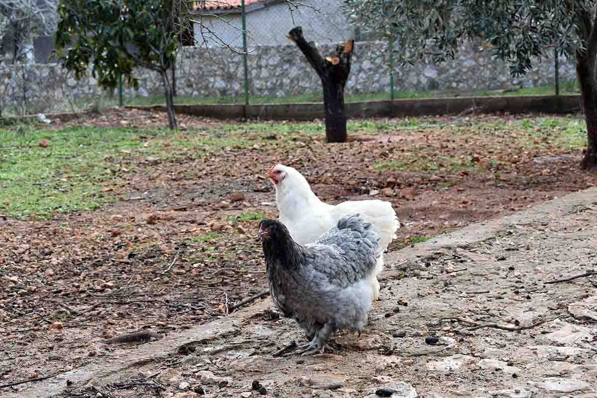 Κότες Cochin στη φάρμα Πατέρας