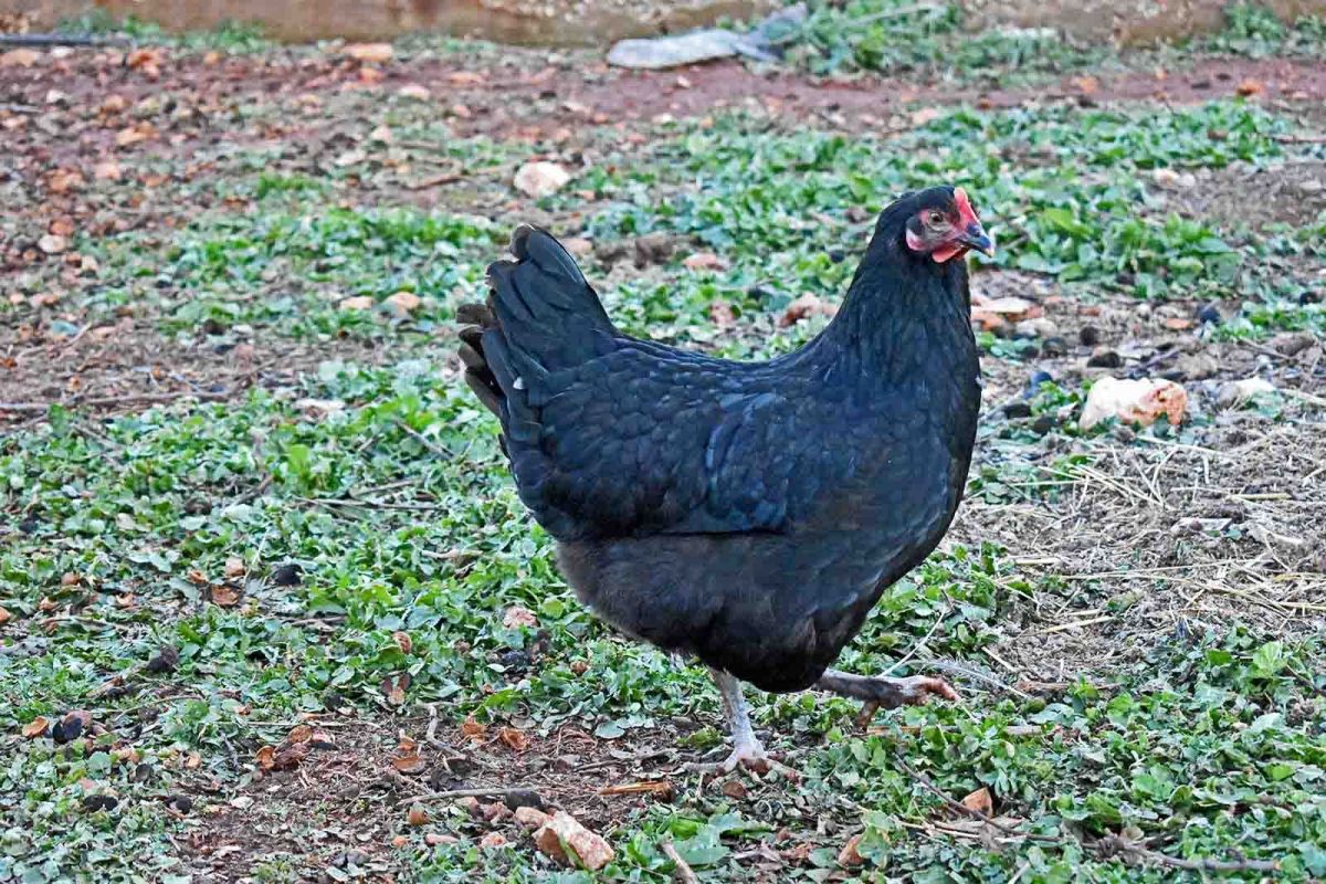 Σπάνια μαύρη κότα παραγωγής Μάρανς