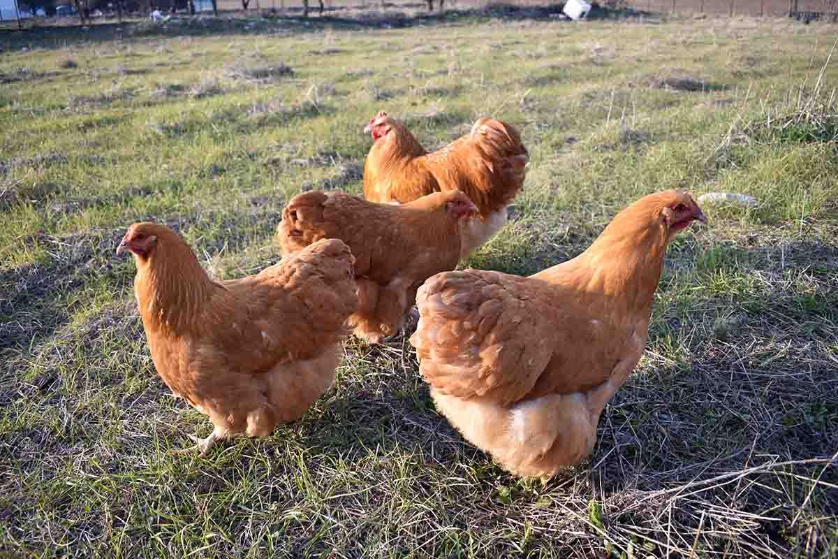 Κότες Orpington (Όρπινγκτον) σε βοσκή