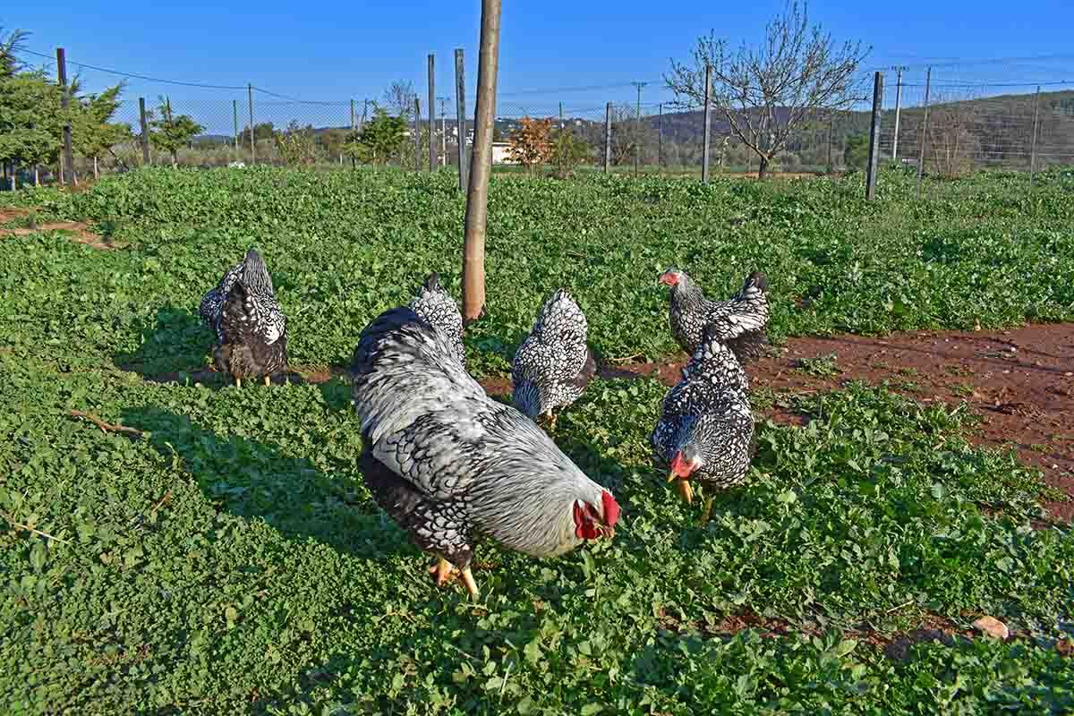 Διακοσμητικές σπάνιες κότες Wyandotte σε φάρμα