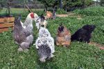 Κότες Brahma σε ελεύθερη βοσκή