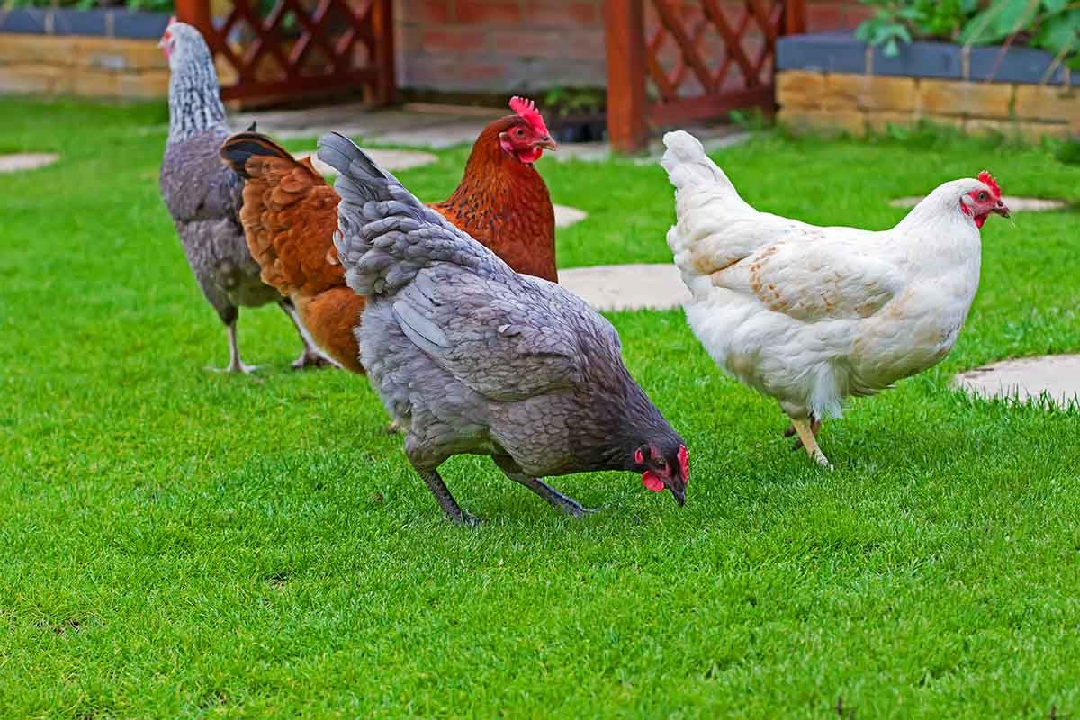Εκτροφή σε κότες αυγοπαραγωγής