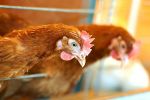 Κότες αυγοπαραγωγής ISA Brown σε ταίστρα