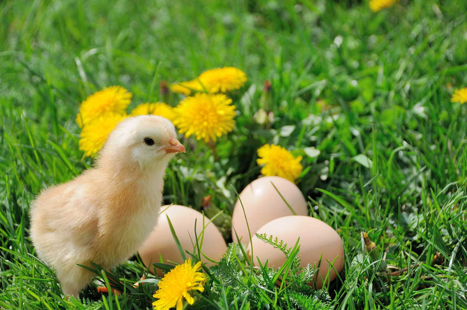 Ιδανικές συνθήκες σε κότες και πουλερικά φάρμας