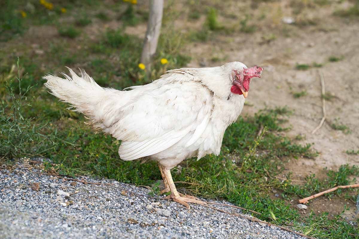 Ασθένειες σε πουλερικά φάρμας