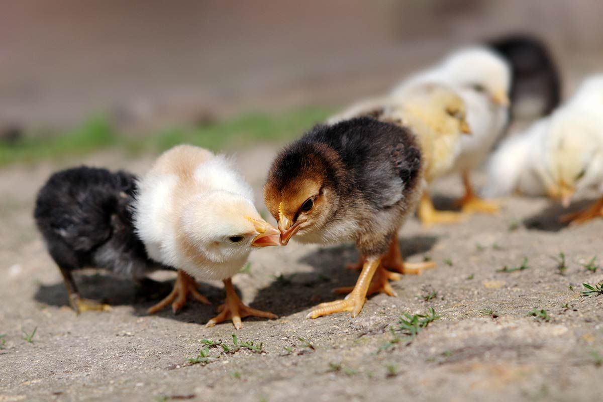 Κακές συνήθειες σε κότες και πουλερικά