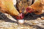 Κότες που τρώνε τα αυγά τους